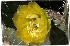 Cactus Flower Tucson, AZ  Dave Hickey